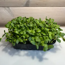 Микрозелень подсолнечника